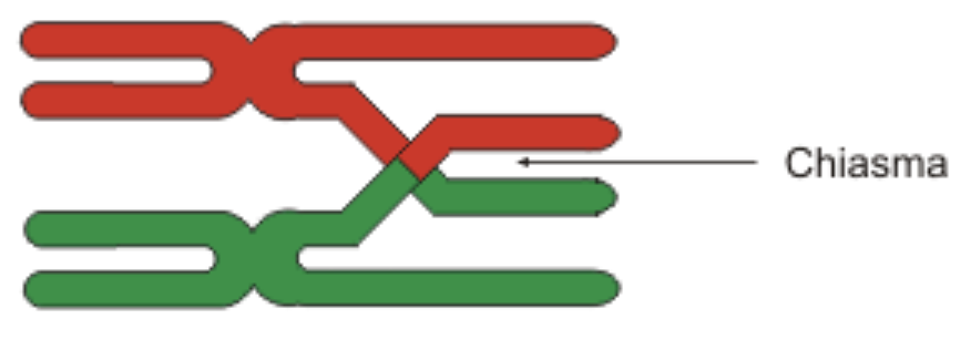 Chiasma2